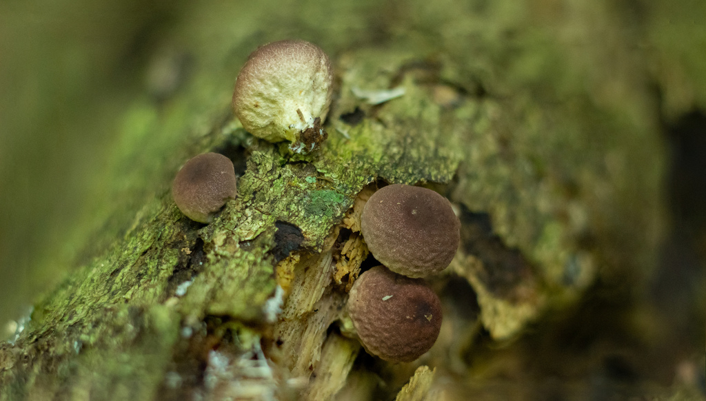 Lycoperdon fuligineum · April 2022 · photo: © deniszabin (iNaturalist, cc-by)