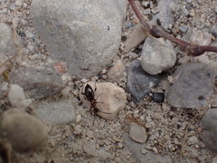 Anthelephila pedestris