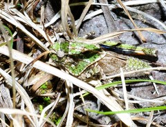 Pardalophora phoenicoptera