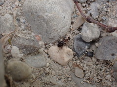 Anthelephila pedestris