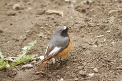 Phoenicurus phoenicurus samamisicus