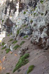 Lycapsus tenuifolius