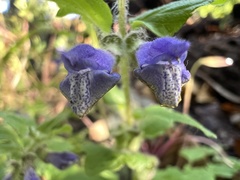Scutellaria tuberosa