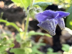 Scutellaria tuberosa