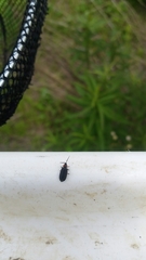 Lucidota atra