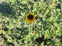 Encelia californica