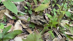 Bufo praetextatus