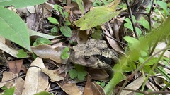 Bufo praetextatus