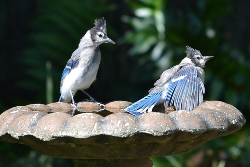 Blue Jay, photo 7 of 10
