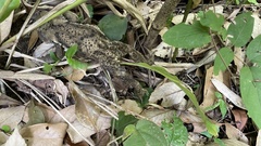 Bufo praetextatus