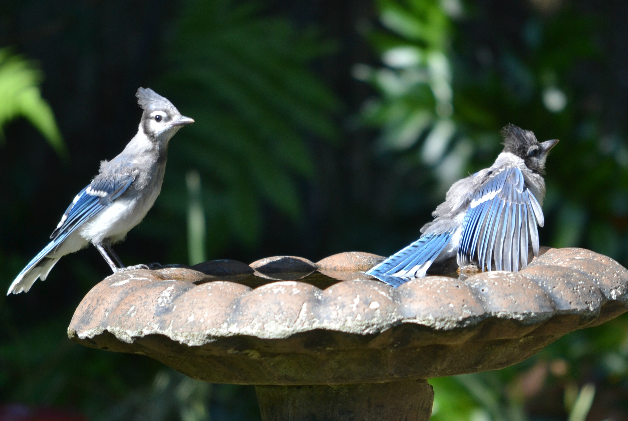 Blue Jay (Cyanocitta cristata) · iNaturalist