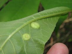 Phylloxera caryaescissa