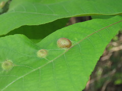 Phylloxera caryaescissa
