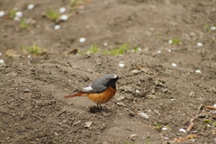 Phoenicurus phoenicurus samamisicus