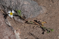 Eriophyllum lanosum