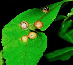 Phylloxera caryaeglobuli