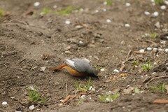 Phoenicurus phoenicurus samamisicus