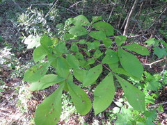 Phylloxera caryaescissa