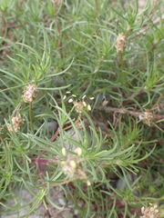 Plantago arenaria