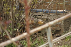 Phoenicurus phoenicurus