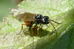 Allantus laticinctus