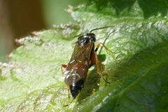 Allantus laticinctus