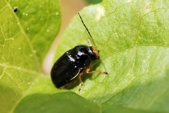 Cryptocephalus flavipes