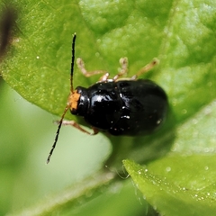 Cryptocephalus flavipes