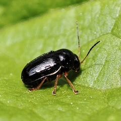 Cryptocephalus flavipes