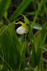 Cypripedium candidum