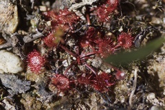 Drosera peltata