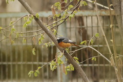 Phoenicurus phoenicurus samamisicus