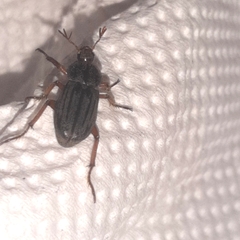 Faula centralis