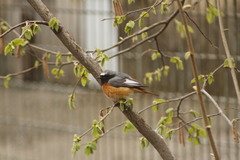 Phoenicurus phoenicurus samamisicus