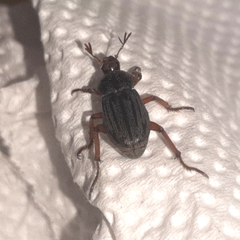 Faula centralis