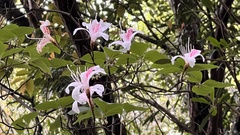 Rhododendron mariesii