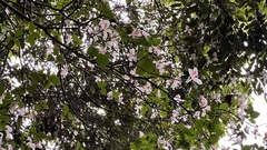 Rhododendron mariesii