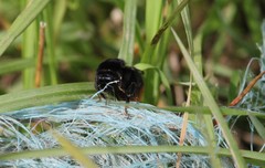 Bombus rupestris