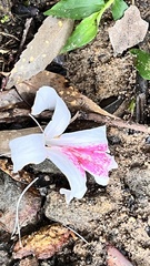 Rhododendron mariesii