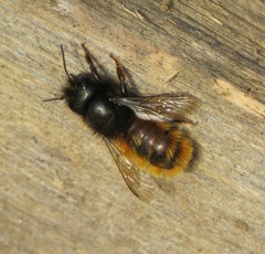 Osmia cornuta