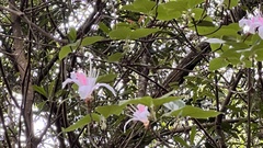 Rhododendron mariesii