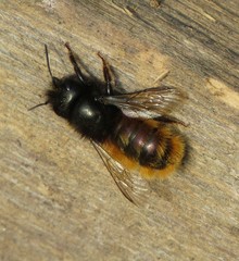 Osmia cornuta