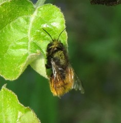 Osmia cornuta