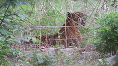 Panthera tigris tigris