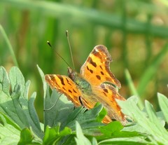 Polygonia c-album