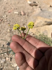 Eriogonum nudum westonii