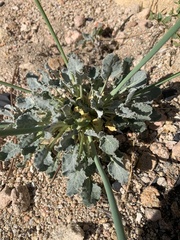 Eriogonum nudum westonii