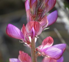 Onobrychis stenorhiza