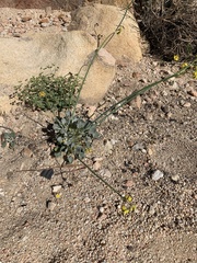 Eriogonum nudum westonii