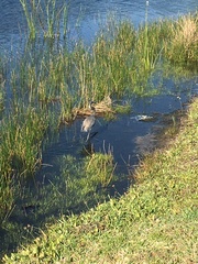 Egretta tricolor image